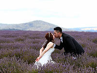 Лето в сиреневых тонах: цветение лаванды в Австралии. Фоторепортаж