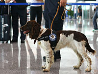 Спаниель Джесси  разоблачила контрабандиста и вернула в британскую  казну миллион фунтов 
