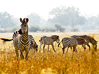 По следам высказываний Трампа: Замбия приглашает посетить 