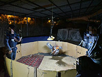 Полиция задержала организаторов петушиных боев в Кфар-Хесс