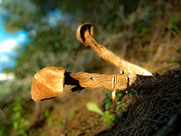 Грибной сезон 2018 в Израиле. Присылайте ваши фотографии