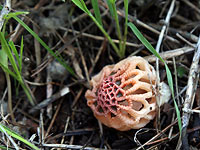 Грибной сезон 2018 в Израиле. Фотогалерея
