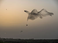Танцы в небе: стаи скворцов на юге Израиля. Фоторепортаж 
