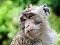 Китайские ученые клонировали ближайшего родственника человека