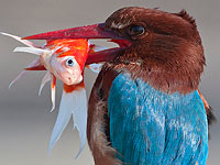 Птицы Израиля. Фотогалерея Хаима Шохата