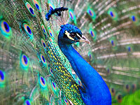 United Airlines не пустили на борт павлина 