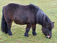 Слепой житель Ланкашира  станет первым британцем, который получит лошадь-поводыря