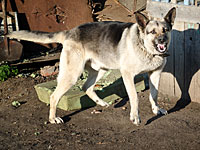 Полицейские ранили овчарку, которую на них натравил наркодилер