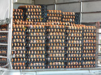 Олимпийская сборная Норвегии заказала по ошибке 15 тысяч яиц