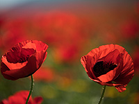 Тысячи израильтян отправились на северо-запад Негева, чтобы посмотреть на анемоны