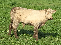 Сотрудники муниципальной полицейской службы Ашдода спасли теленка. ВИДЕО
