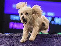Борьба за звание самого ловкого: выставка собак в Нью-Йорке. Фоторепортаж 
