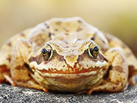 В Боливии зоологи ищут для лягушки Ромео пару на сайте знакомств