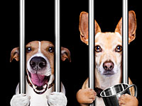 Мэрия Офакима сообщила, что собаки, покусавшие девочку, 