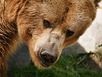 В Басре сбежавший из клетки медведь был 