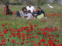 ККЛ: не рвите анемоны, они находятся под охраной