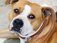 В Ашдоде собака укусила годовалого ребенка