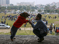 Полиция ПА приказала жителю Калькилии, спасающему собак, избавиться от животных