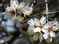 Весеннее цветение в Израиле. Фоторепортаж